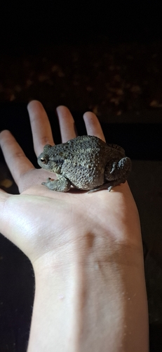 European Toad