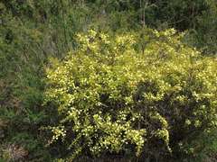Acacia mitchellii