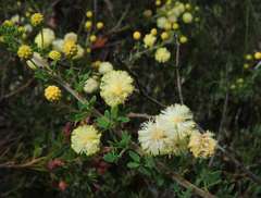 Acacia mitchellii