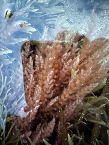 Asparagopsis armata observed 2026-09-28