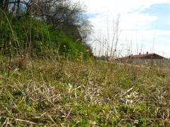 Holosteum umbellatum