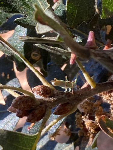 Leafhopper Assassin Bug