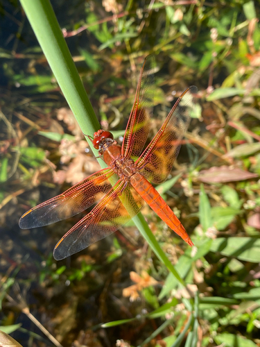 Flame Skimmer