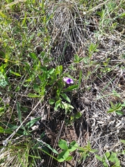 Viola gmeliniana