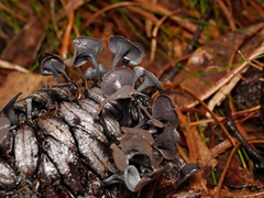 Banksiamyces macrocarpus