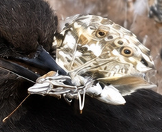 Painted Lady