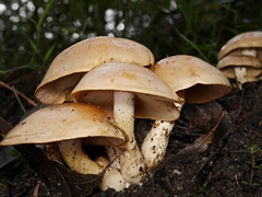 Cortinarius memoria-annae