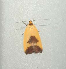 Ageletha hemiteles