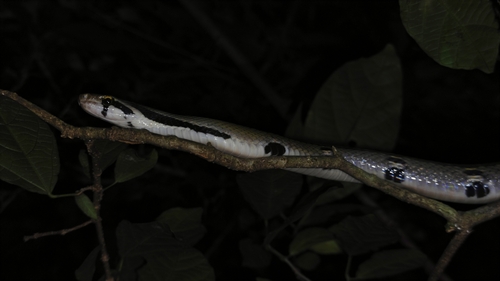 Coelognathus flavolineatus observed 2026-09-29