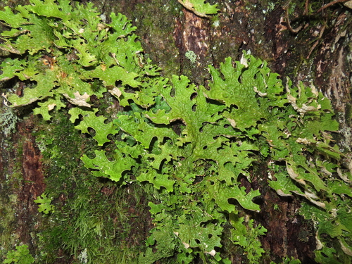 Tree Lungwort