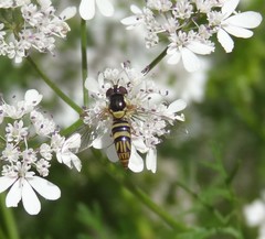 Allograpta obliqua