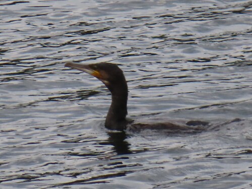 Great Cormorant