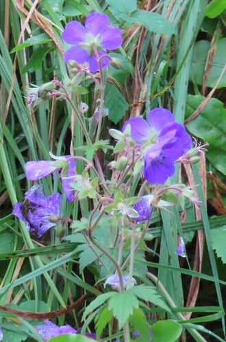 wood crane's-bill