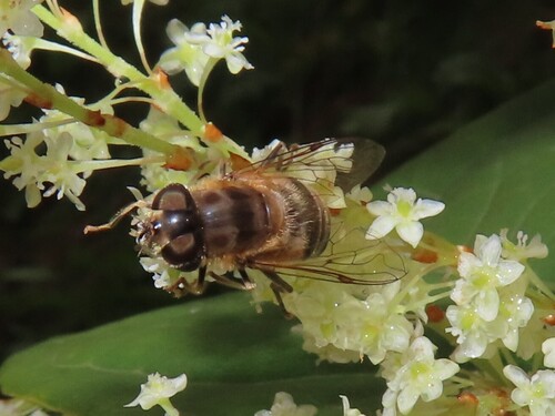 Tapered Drone Fly
