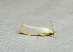 Eochrois callianassa