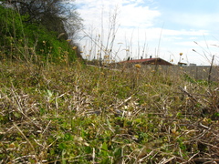 Holosteum umbellatum