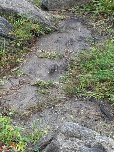 Rat photographed near here on 2026-09-26