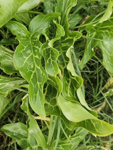 Italian arum