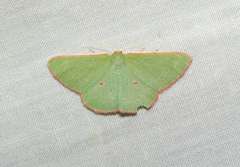 Chlorocoma cadmaria