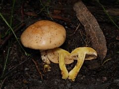 Cortinarius memoria-annae