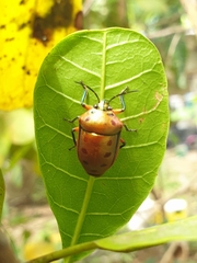 Calliphara