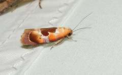 Hoplomorpha camelaea