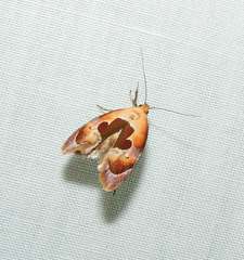 Hoplomorpha camelaea