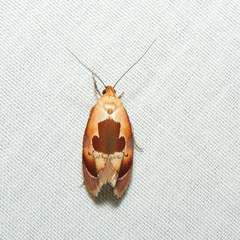 Hoplomorpha camelaea