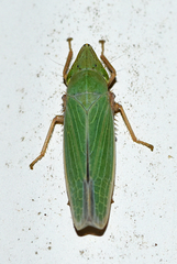 Draeculacephala bradleyi