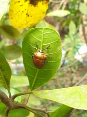 Calliphara