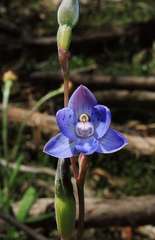Thelymitra × truncata