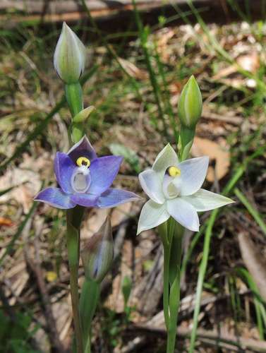 Image of Thelymitra nuda by (c) Cathy Powers, some rights reserved (CC BY)