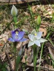 Thelymitra nuda