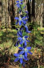 Thelymitra aristata