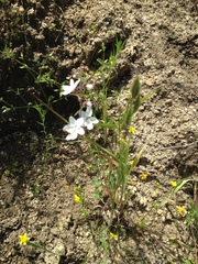 Lithophragma bolanderi