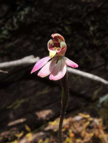 Image of Caladenia pusilla by (c) Cathy Powers, some rights reserved (CC BY)