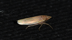 Draeculacephala septemguttata