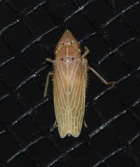 Draeculacephala septemguttata