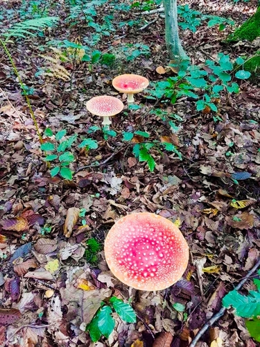 Fly Agaric