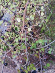 Coprosma rhamnoides