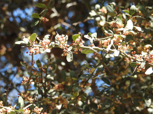 Castela coccinea (Castela coccinea)