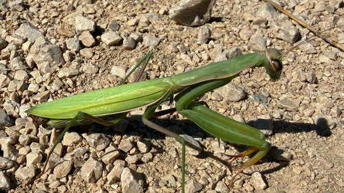 European Mantis