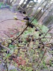 Coprosma rhamnoides