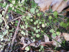 Coprosma rhamnoides