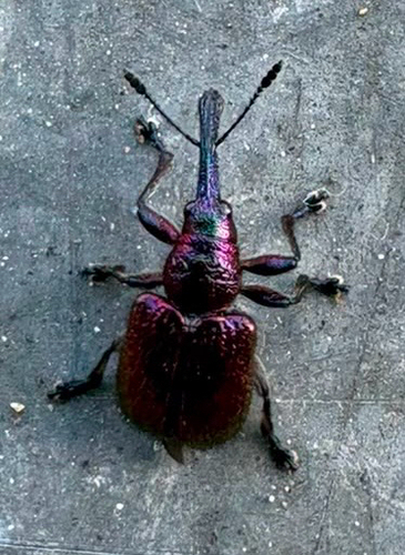 Rhynchites bacchus