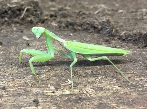 Transcaucasian Giant Mantis
