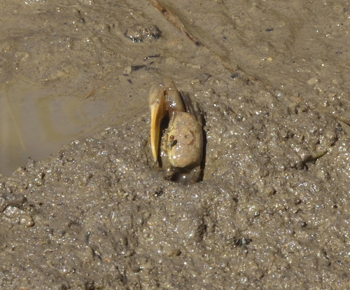 Leptuca crenulata observed 2026-09-27