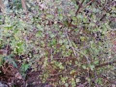 Coprosma rhamnoides