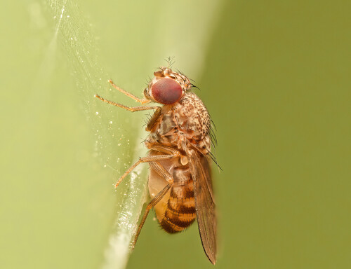 Drosophila repleta observed 2026-09-27