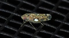 Xestocephalus similis